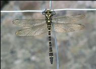 Gold Ringed Dragonfly